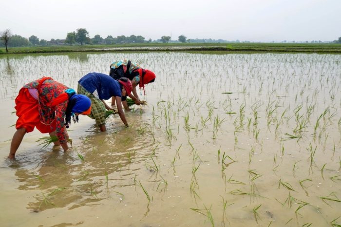 कृषि मंत्रालय तीन साल में बजट में आवंटित 44,000 करोड़ रुपये इस्तेमाल नहीं कर सका: रिपोर्ट